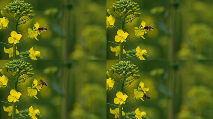蜜蜂在油菜花周围飞翔