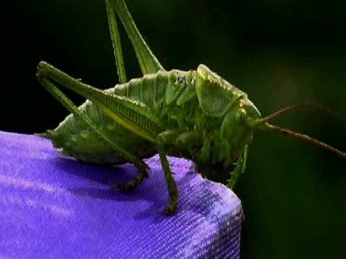 美国国家运输安全委员会：Grasshopper