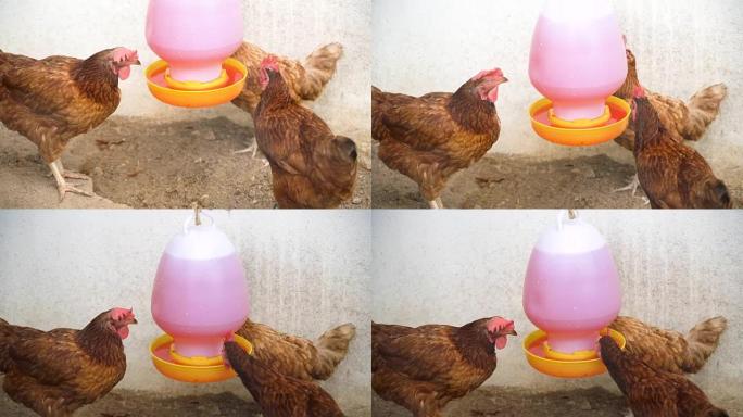 棕色母鸡在农场喝水。