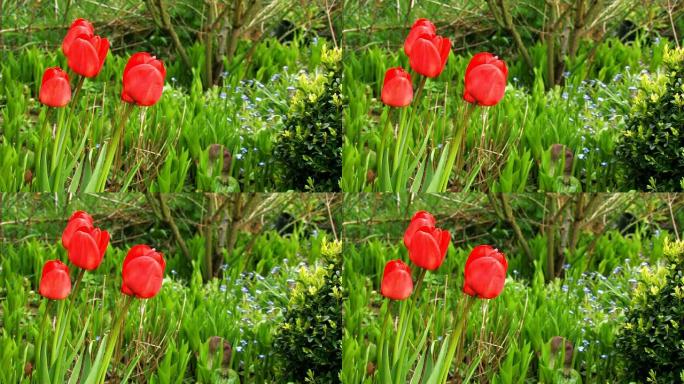 观赏花园红色的花生机勃勃花卉