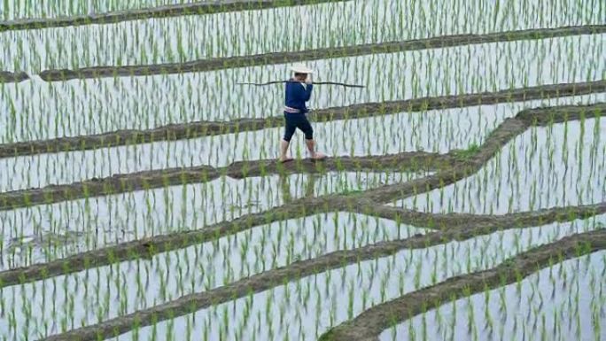 农民扛着棍子在雨季的稻田里工作