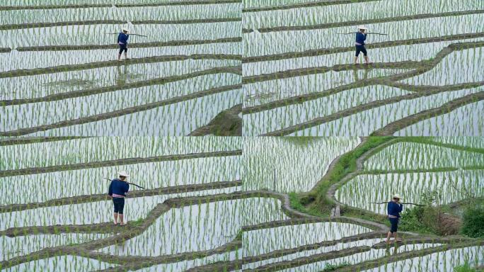 农民扛着棍子在雨季的稻田里工作