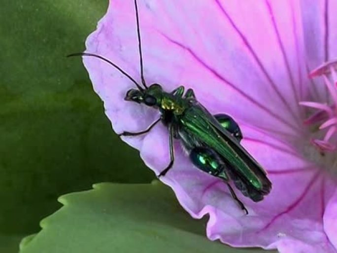 绿甲虫PAL昆虫飞舞花色昆虫吸食花蜜