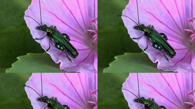 绿甲虫PAL昆虫飞舞花色昆虫吸食花蜜