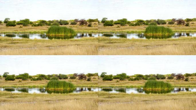 纳米比亚大草原的WS池塘
