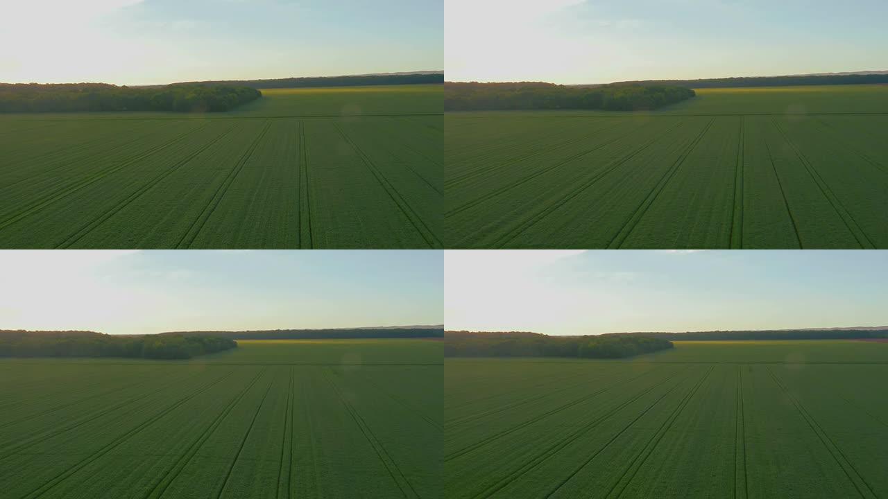 绿色小麦的空中区域