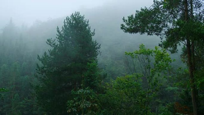 树木下雨树木下雨