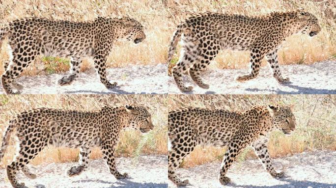 在萨凡纳行走的缓慢的豹子
