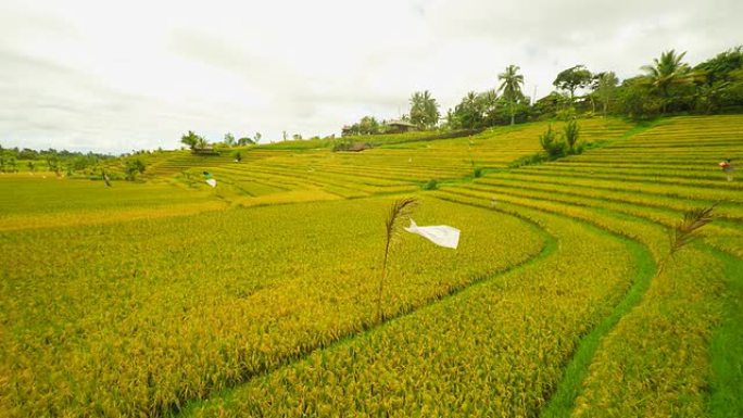 AERIAL稻田三农业农田园耕地种植大米