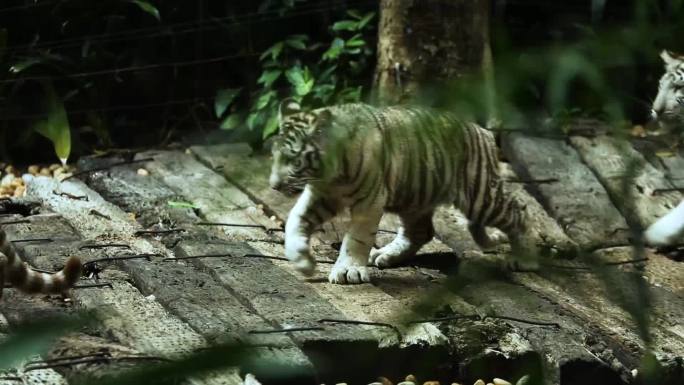 野生动物 生态平衡 自然保护区