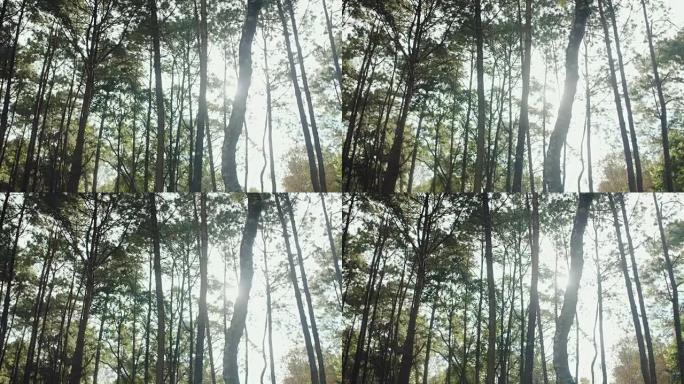 情绪化的太阳透过树木和树叶观看