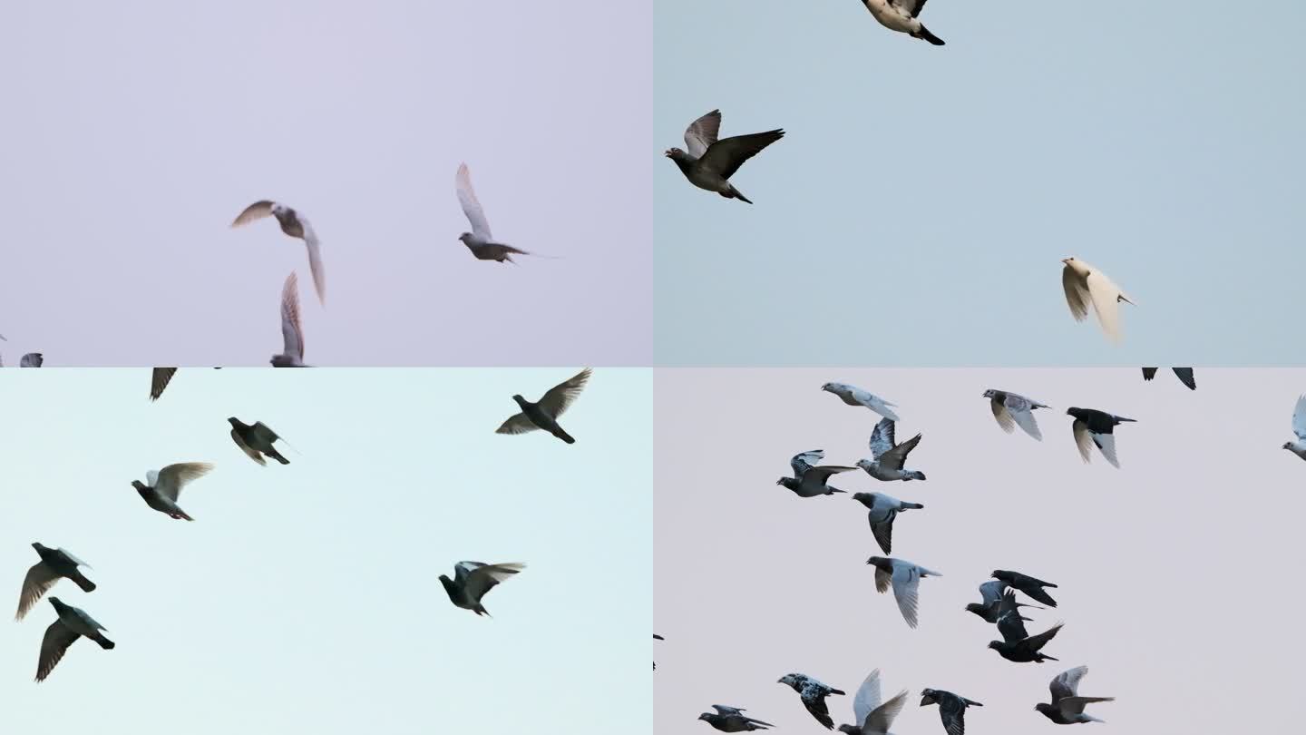4K斜上飞行的鸽子高速摄影信鸽赛鸽和平鸽