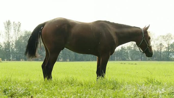 HD：草地上的马