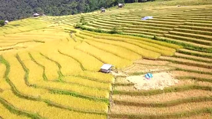 多恩稻田稻田的鸟瞰图