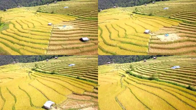 多恩稻田稻田的鸟瞰图