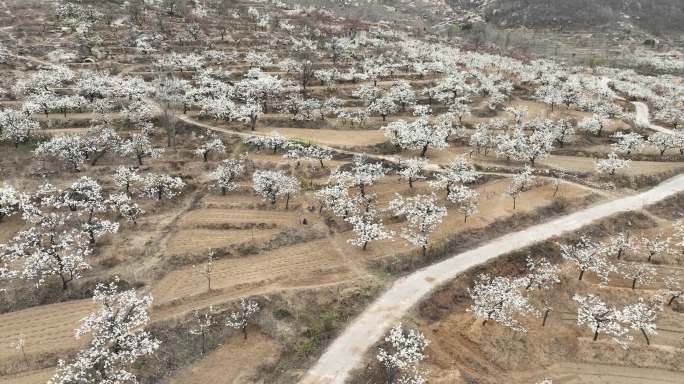 航拍宁阳凤凰山万亩梨园