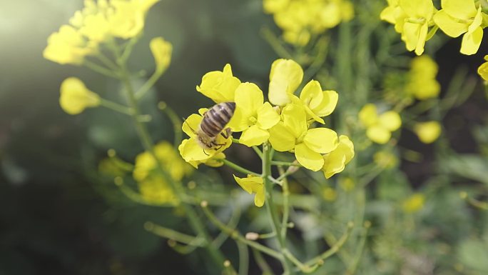 蜜蜂在油菜花上采蜜授粉慢动作升格视频