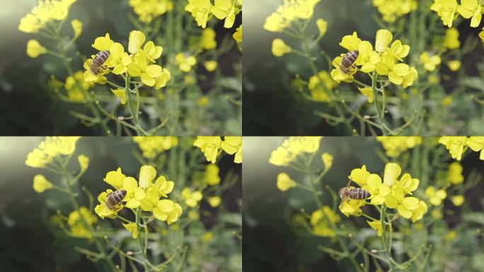 蜜蜂在油菜花上采蜜授粉慢动作升格视频