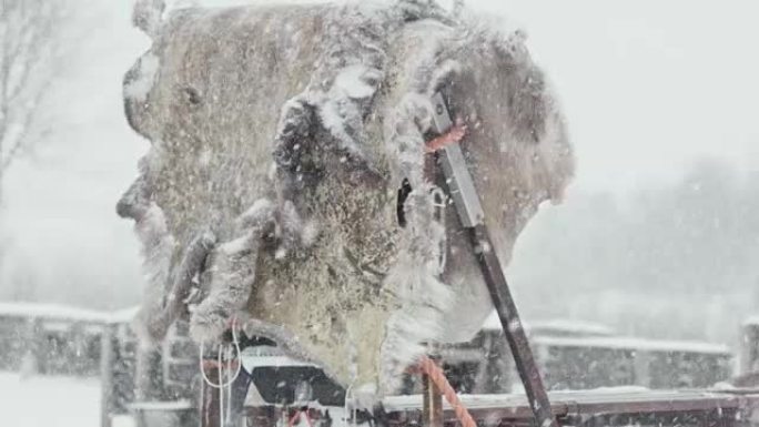 挂在雪橇上的鹿皮