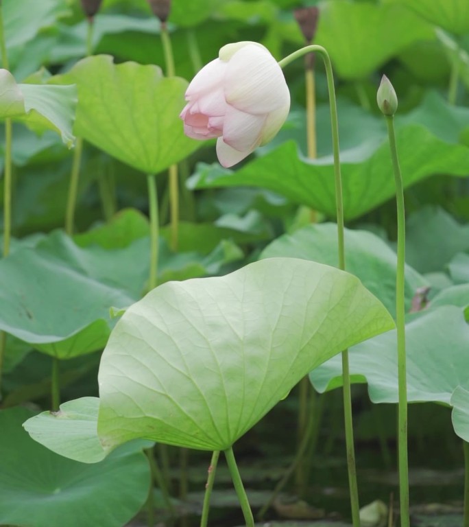 竖版夏日荷花高清素材