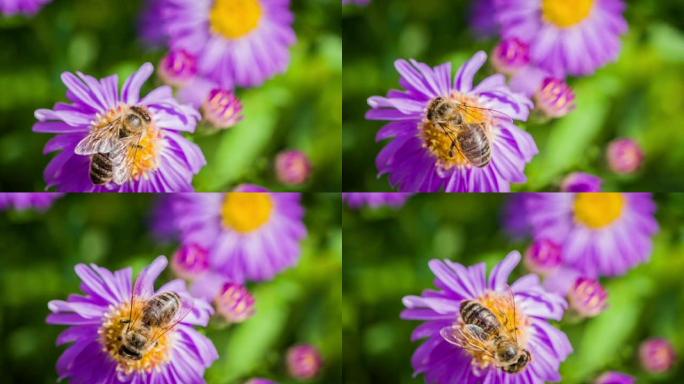 紫色花朵上的蜜蜂的慢动作镜头