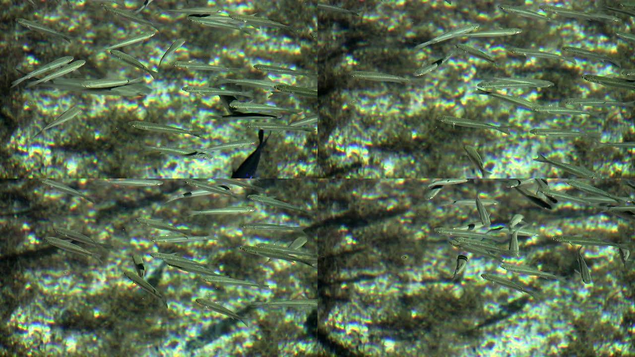 鱼纪录片实拍素材小鱼鱼群水底海底游