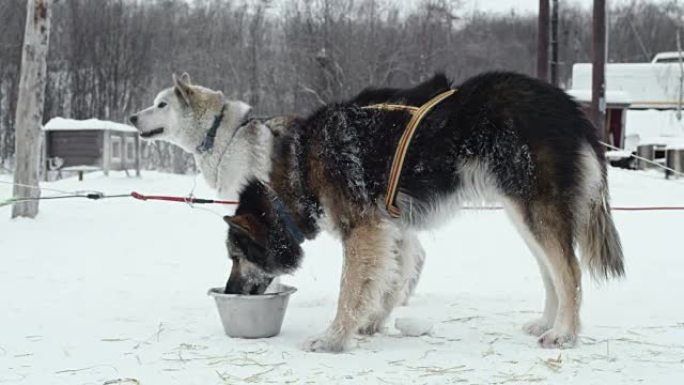 挪威著名旅馆之一的拉雪橇犬