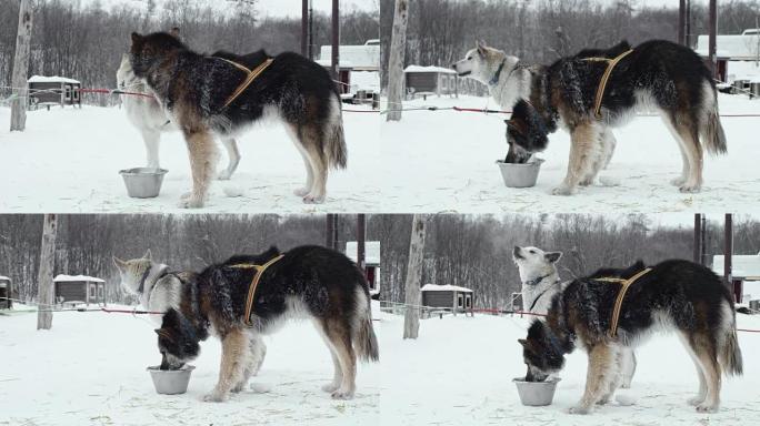 挪威著名旅馆之一的拉雪橇犬