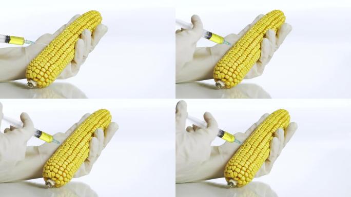 高清多莉: 对玉米进行基因改造