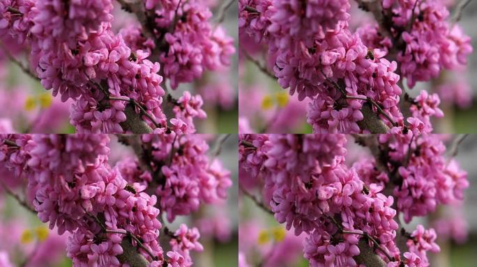 蜜蜂在盛开的紫荆花周围飞行的慢动作收集花蜜