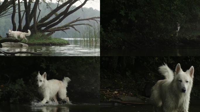 快乐的白色牧羊犬跑进湖里