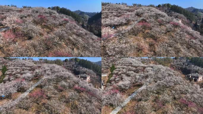 春天湖州梅园杭垓梅园梅花