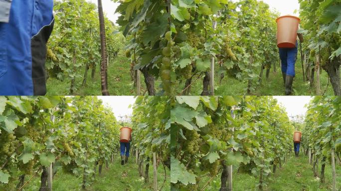 HD DOLLY：葡萄种植者收割葡萄