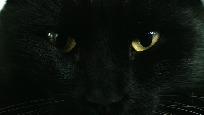 高清：一只黑猫的特写镜头