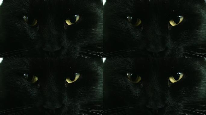 高清：一只黑猫的特写镜头
