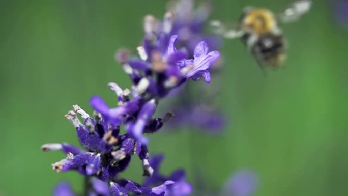 慢速运动：蜜蜂飞翔