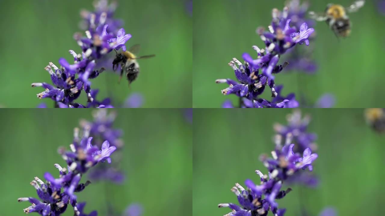 慢速运动：蜜蜂飞翔