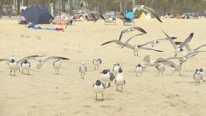 高清慢动作: 海鸥在沙滩上飞翔