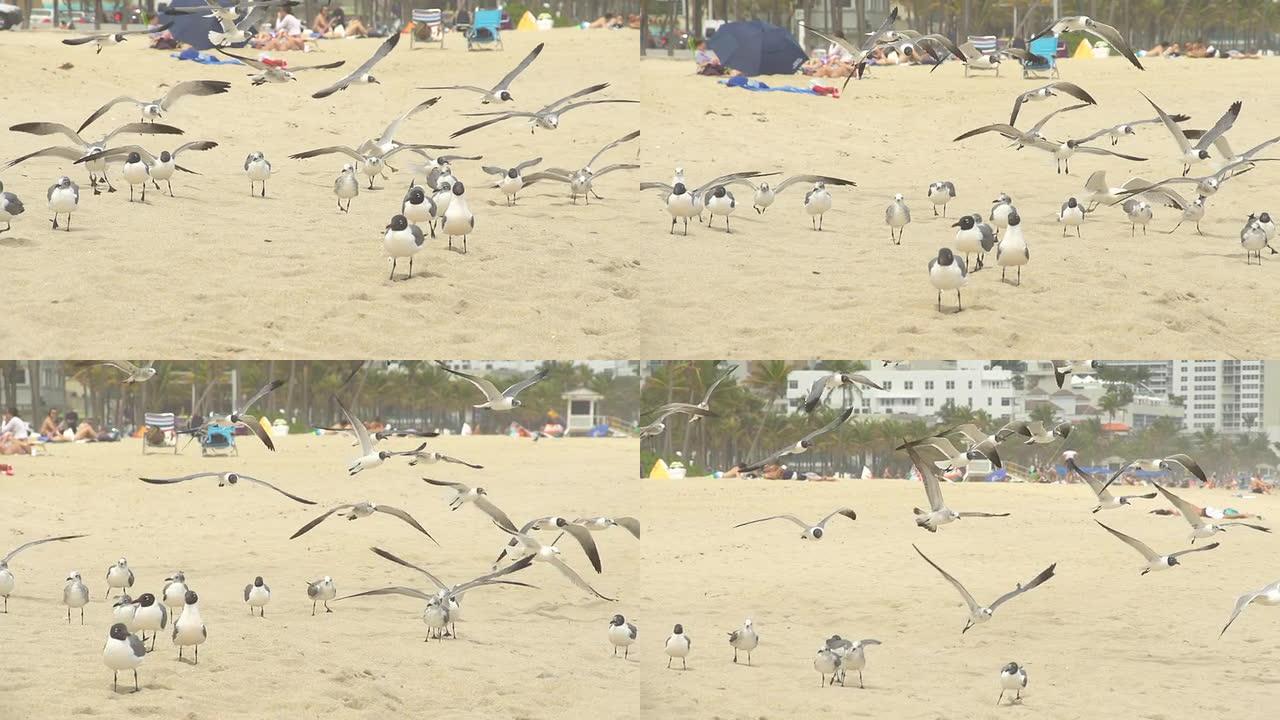高清慢动作: 海鸥在沙滩上飞翔