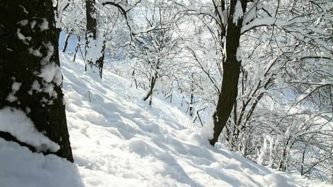 高清运动延时: 白雪皑皑的森林