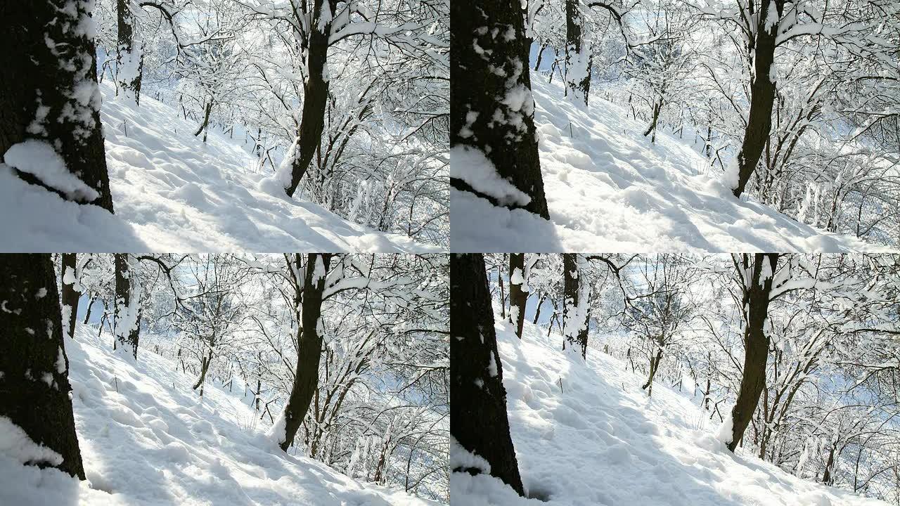 高清运动延时: 白雪皑皑的森林
