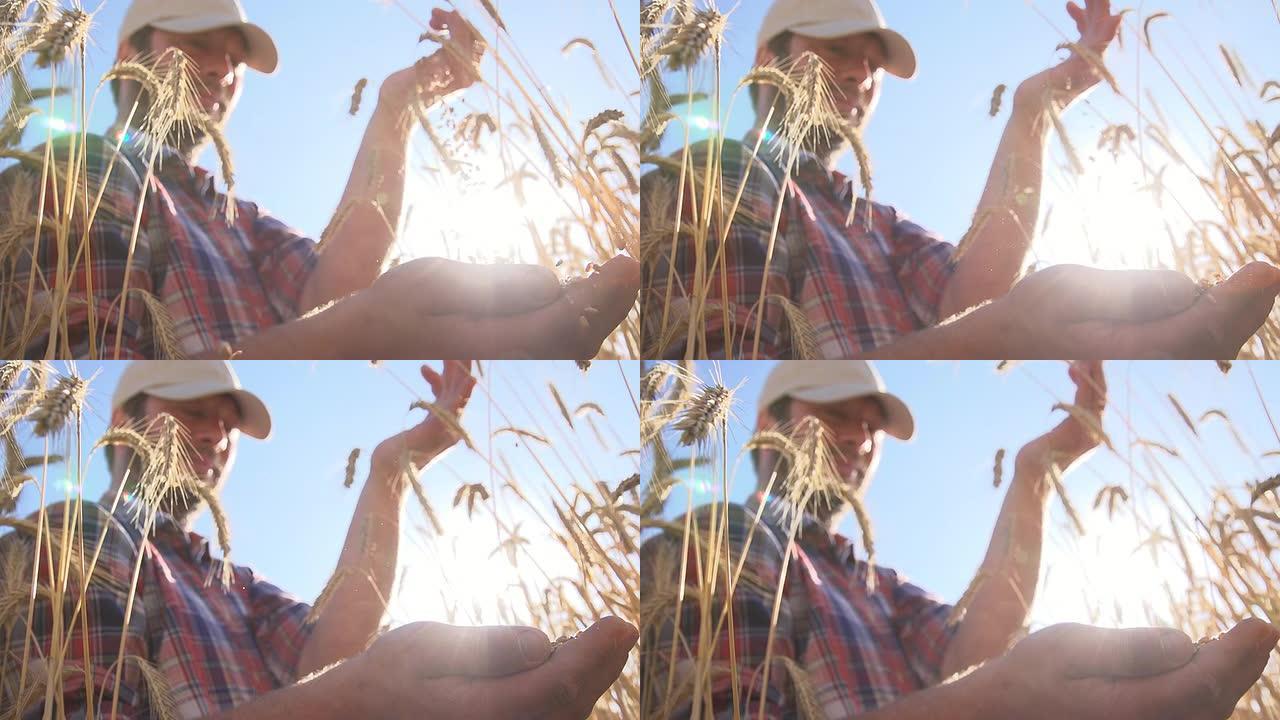 SLO MO农民检查小麦谷物