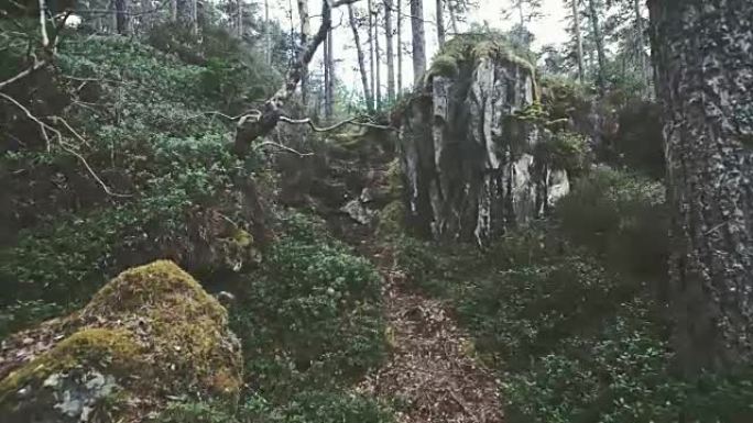 探索荒野。苏格兰探索荒野苏格兰森林