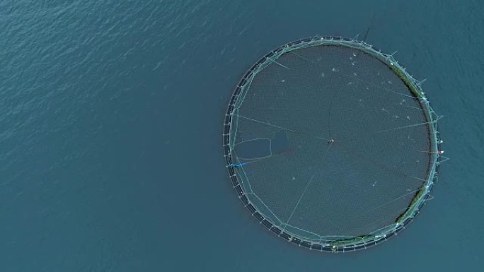 空中飞行: 在法罗群岛附近海域的一个装满鲑鱼的笼子上方飞行。