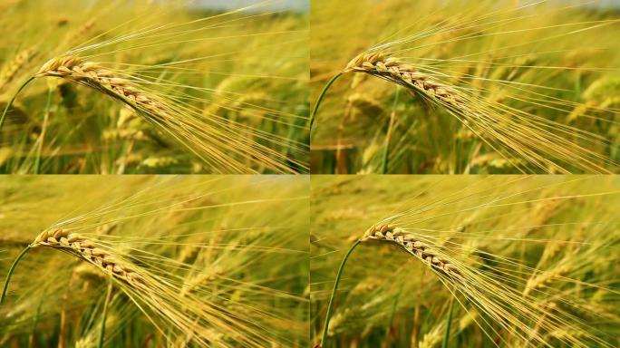 HD：田地里大麦茎的特写