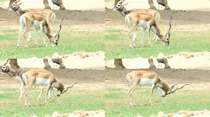 黑羚在野外吃草的特写镜头，4K(UHD)