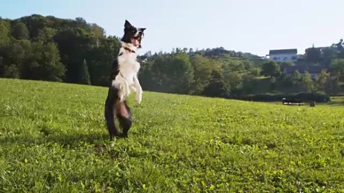 边境牧羊犬在草地上饲养