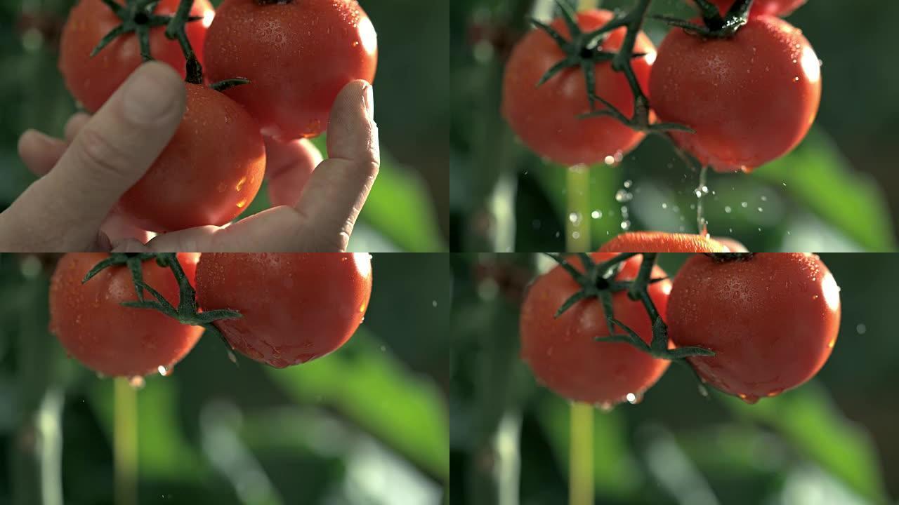 SLO MO手工从植物中采摘番茄