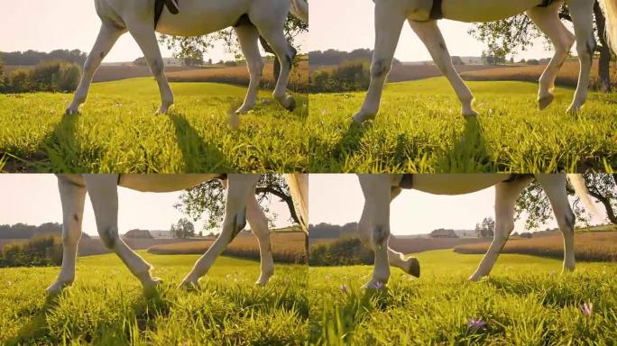 草地上的SLO MO骑马