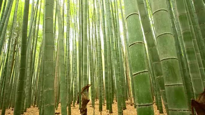 日本的涂竹林女士日本的涂竹林女士